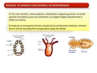 MODELOS DE APARATOS CIRCULATORIOS EN INVERTEBRADOS


  En los más sencillos, como esponjas, celentéreos o algunos gusanos, no existe
  aparato circulatorio, pues los nutrientes y el oxígeno llegan directamente a
  todas sus células.

  Se trata de un transporte directo a través de las membranas celulares, siempre
  que el animal sea pequeño y tenga pocas capas de células
 