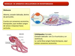 MODELOS DE APARATOS CIRCULATORIOS EN INVERTEBRADOS


Moluscos

Abierto, corazón tabicado, dentro
de pericardio.

Cuenta con corazones accesorios,
branquiales, que reciben sangre
de venas e impulsan hacia
aurículas


                                    Cefalópodos: Cerrado.
                                    Corazón tabicado con 2 o 4 aurículas y un
                                    ventrículo.
                                    La aorta lleva sangre hasta branquias, aquí
                                    existen corazones accesorios.
 