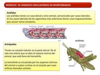 MODELOS DE APARATOS CIRCULATORIOS EN INVERTEBRADOS


  Anélidos
  Los anélidos tienen un vaso dorsal y otro ventral, comunicados por vasos laterales.
  En los vasos laterales de los segmentos más anteriores tienen unos engrosamientos
  que actúan como corazones.




Artrópodos

Tienen un corazón tubular en la parte dorsal. De él
sale una arteria que se abre al espacio interno del
animal, que está lleno de hemolinfa.

La hemolinfa va circulando por los espacios internos
del animal y vuelve a entrar en el corazón por unos
orificios llamados ostiolos.
 