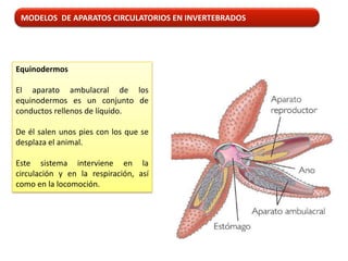 MODELOS DE APARATOS CIRCULATORIOS EN INVERTEBRADOS




Equinodermos

El aparato ambulacral de los
equinodermos es un conjunto de
conductos rellenos de líquido.

De él salen unos pies con los que se
desplaza el animal.

Este sistema interviene en la
circulación y en la respiración, así
como en la locomoción.
 