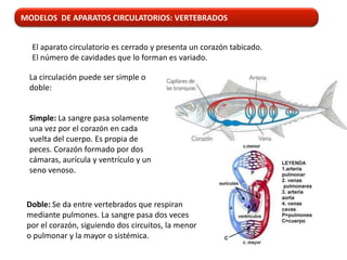 MODELOS DE APARATOS CIRCULATORIOS: VERTEBRADOS


  El aparato circulatorio es cerrado y presenta un corazón tabicado.
  El número de cavidades que lo forman es variado.

 La circulación puede ser simple o
 doble:


 Simple: La sangre pasa solamente
 una vez por el corazón en cada
 vuelta del cuerpo. Es propia de
 peces. Corazón formado por dos
 cámaras, aurícula y ventrículo y un
 seno venoso.


 Doble: Se da entre vertebrados que respiran
 mediante pulmones. La sangre pasa dos veces
 por el corazón, siguiendo dos circuitos, la menor
 o pulmonar y la mayor o sistémica.
 