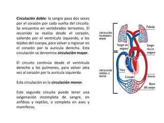Circulación doble: la sangre pasa dos veces
por el corazón por cada vuelta del circuito.
Se encuentra en vertebrados terrestres. El
recorrido    se      realiza   desde      el
corazón, saliendo por el ventrículo
izquierdo, a los tejidos del cuerpo, para
volver a ingresar en el corazón por la
aurícula derecha. Esta circulación se
denomina circulación mayor.

El circuito continúa desde el ventrículo
derecho a los pulmones, para volver otra
vez al corazón por la aurícula izquierda.

Esta circulación es la circulación menor.

Este segundo circuito puede tener una
oxigenación incompleta de sangre, en
anfibios y reptiles, o completa en aves y
mamíferos.
 