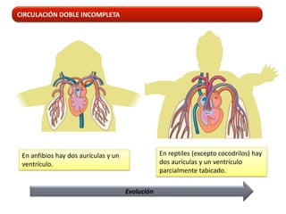 CIRCULACIÓN DOBLE INCOMPLETA




 En anfibios hay dos aurículas y un               En reptiles (excepto cocodrilos) hay
 ventrículo.                                      dos aurículas y un ventrículo
                                                  parcialmente tabicado.

                                      Evolución
 