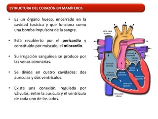 ESTRUCTURA DEL CORAZÓN EN MAMÍFEROS

• Es un órgano hueco, encerrado en la
  cavidad torácica y que funciona como
  una bomba impulsora de la sangre.

• Está recubierto por el pericardio y
  constituido por músculo, el miocardio.

• Su irrigación sanguínea se produce por
  las venas coronarias.

• Se divide en cuatro cavidades: dos
  aurículas y dos ventrículos.

• Existe una conexión, regulada por
  válvulas, entre la aurícula y el ventrículo
  de cada uno de los lados.
 
