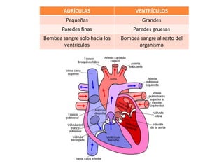 AURÍCULAS                    VENTRÍCULOS
         Pequeñas                       Grandes
       Paredes finas                Paredes gruesas
Bombea sangre solo hacia los   Bombea sangre al resto del
       ventrículos                   organismo
 