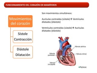 FUNCIONAMIENTO DEL CORAZÓN EN MAMÍFEROS


                           Son movimientos simultáneos:

  Movimientos              Aurículas contraídas (sístole) Ventrículos
                           dilatados (diástole)
  del corazón
                           Ventrículos contraídas (sístole) Aurículas
                           dilatados (diástole)
         Sístole
      Contracción

        Diástole
       Dilatación
 