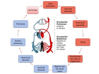 Vena
                          pulmonar
                                            Aurícula
             Pulmones
                                           izquierda




 Arteria                                                 Ventrículo
pulmonar                                                 izquierdo




Ventrículo
                                                           Aorta
 derecho




                                          Distribución
             Aurícula
                                          por todo el
             derecha
                                           organismo
                          Regreso por
                        las venas cavas
 