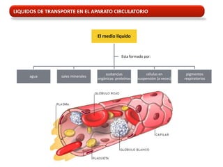 LIQUIDOS DE TRANSPORTE EN EL APARATO CIRCULATORIO



                                   El medio líquido



                                                 Esta formado por:



                                       sustancias              células en         pigmentos
     agua        sales minerales
                                   orgánicas: proteínas   suspensión (a veces)   respiratorios
 
