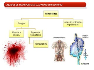 LIQUIDOS DE TRANSPORTE EN EL APARATO CIRCULATORIO


                                   Vertebrados


                                                    Linfa: sin eritrocitos
          Sangre
                                                        ni plaquetas.


     Plasma y        Pigmento
     células.       respiratorio


                         Hemoglobina
 