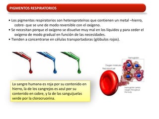 PIGMENTOS RESPIRATORIOS


• Los pigmentos respiratorios son heteroproteínas que contienen un metal –hierro,
    cobre- que se une de modo reversible con el oxígeno.
• Se necesitan porque el oxígeno se disuelve muy mal en los líquidos y para ceder el
    oxígeno de modo gradual en función de las necesidades.
• Tienden a concentrarse en células transportadoras (glóbulos rojos).




  La sangre humana es roja por su contenido en
  hierro, la de los cangrejos es azul por su
  contenido en cobre, y la de las sanguijuelas
  verde por la clorocruorina.
 