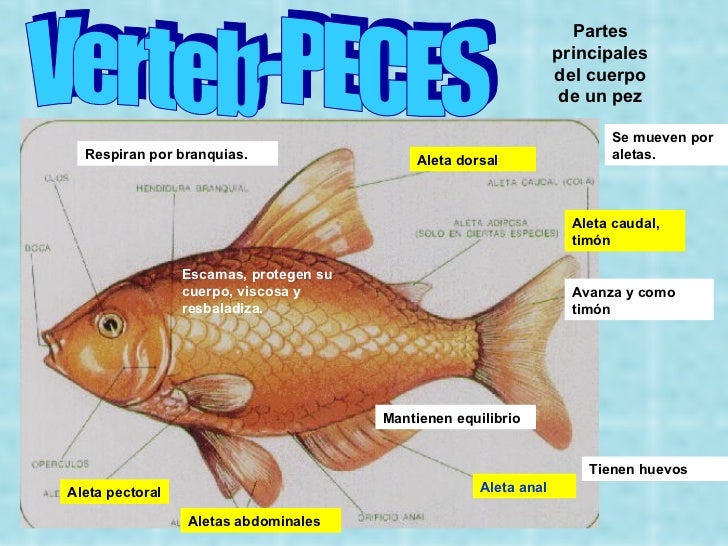 Partes De Un Pez En Ingles Tema10.animales