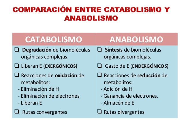 Anabolismo Y Catabolismo Diferencias Ejemplos Cuadro Comparativo En Images