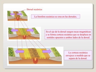 La litosfera oceánica se crea en las dorsales. Dorsal oceánica En el eje de la dorsal surgen rocas magmáticas y se forma corteza oceánica que se desplaza en sentidos opuestos a ambos lados de la dorsal. La corteza oceánica envejece a medida que se separa de la dorsal. 