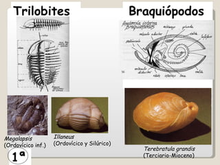 Trilobites Braquiópodos Terebratula grandis  (Terciario-Mioceno) Megalapsis  (Ordovícico inf.) Illaneus  (Ordovícico y Silúrico) 1ª 