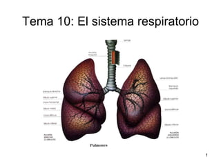 Tema 10: El sistema respiratorio 