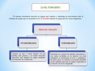 3.2 EL CORAZÓN.


     El sistema circulatorio necesita un órgano que impulse y mantenga en movimiento todo el
volumen de sangre que se encuentra en él. El corazón impulsa la sangre por los vasos sanguíneos.
 