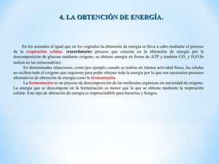 4. LA OBTENCIÓN DE ENERGÍA.



     En los animales al igual que en los vegetales la obtención de energía se lleva a cabo mediante el proceso
de la respiración celular. (recordatorio: proceso que consiste en la obtención de energía por la
descomposición de glucosa mediante oxígeno, se obtiene energía en forma de ATP y también CO 2 y H2O.Se
realiza en las mitocondrias).
      En determinadas situaciones, como por ejemplo cuando se realiza un intensa actividad física, las células
no reciben todo el oxígeno que requieren para poder obtener toda la energía por lo que son necesarios procesos
alternativos de obtención de energía como la fermentación.
      La fermentación es un proceso de descomposición de las moléculas orgánicas sin necesidad de oxígeno.
La energía que se descompone en la fermentación es menor que la que se obtiene mediante la respiración
celular. Este tipo de obtención de energía es imprescindible para bacterias y hongos.
 