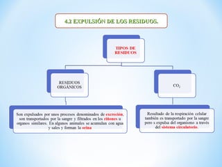 4.2 EXPULSIÓN DE LOS RESIDUOS.
 