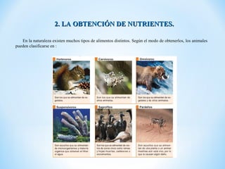 2. LA OBTENCIÓN DE NUTRIENTES.

   En la naturaleza existen muchos tipos de alimentos distintos. Según el modo de obtenerlos, los animales
pueden clasificarse en :
 
