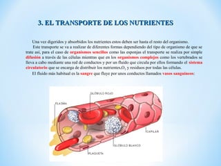 3. EL TRANSPORTE DE LOS NUTRIENTES

    Una vez digeridos y absorbidos los nutrientes estos deben ser hasta el resto del organismo.
     Este transporte se va a realizar de diferentes formas dependiendo del tipo de organismo de que se
trate así, para el caso de organismos sencillos como las esponjas el transporte se realiza por simple
difusión a través de las células mientras que en los organismos complejos como los vertebrados se
lleva a cabo mediante una red de conductos y por un fluido que circula por ellos formando el sistema
circulatorio que se encarga de distribuir los nutrientes,O2 y residuos por todas las células.
    El fluido más habitual es la sangre que fluye por unos conductos llamados vasos sanguíneos:
 