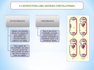 3.1 ESTRUCTURA DEL SISTEMA CIRCULATORIO.
 
