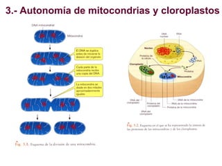 Orgánulos energéticos: mitocondrias y cloroplastos