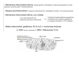 Número y localización de las mitocondrias
- Unas 2000 mitocondrias / célula (1/5 del volumen celular)
El nº y la localizac...