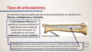 Tipos de articulaciones.
De acuerdo al tipo de tejido que forma las articulaciones, se clasifican en:
fibrosas, cartilaginosas y sinoviales.
1. Articulaciones fibrosas son
aquellas en las que predomina el
tejido fibroso como medio de
unión entre los huesos. Se
subdividen en tres clases:
sindesmosis, suturas y gonfosis.
a) Sindesmosis Cuando la capa de tejido fibroso es gruesa. El tejido fibroso se dispone
formando, entre un hueso y otro, haces compactos (ligamentos), membranas interóseas
(planos densos y compactos), por ejemplo, la articulación distal de la tibia y el peroné.
 