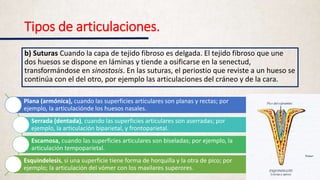 Tipos de articulaciones.
b) Suturas Cuando la capa de tejido fibroso es delgada. El tejido fibroso que une
dos huesos se dispone en láminas y tiende a osificarse en la senectud,
transformándose en sinostosis. En las suturas, el periostio que reviste a un hueso se
continúa con el del otro, por ejemplo las articulaciones del cráneo y de la cara.
Plana (armónica), cuando las superficies articulares son planas y rectas; por
ejemplo, la articulaciónde los huesos nasales.
Serrada (dentada), cuando las superficies articulares son aserradas; por
ejemplo, la articulación biparietal, y frontoparietal.
Escamosa, cuando las superficies articulares son biseladas; por ejemplo, la
articulación tempoparietal.
Esquindelesis, si una superficie tiene forma de horquilla y la otra de pico; por
ejemplo; la articulación del vómer con los maxilares superores.
 