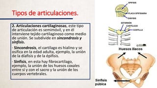 Tipos de articulaciones.
2. Articulaciones cartilaginosas, este tipo
de articulación es semimóvil, y en él
interviene tejido cartilaginoso como medio
de unión. Se subdivide en sincondrosis y
sinfisis.
· Sincondrosis, el cartílago es hialino y se
osifica en la edad adulta, ejemplo, la unión
de la díafisis y de la épifisis.
· Sinfisis, en esta hay fibrocartílago,
ejemplo, la unión de los huesos coxales
entre sí y con el sacro y la unión de los
cuerpos vertebrales.
 