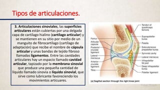 Tipos de articulaciones.
3. Articulaciones sinoviales, las superficies
articulares están cubiertas por una delgada
capa de cartílago hialino (cartílago articular) y
se mantienen en su sitio por medio de un
manguito de fibrocartílago (cartílago de
adaptación) que recibe el nombre de cápsula
articular y unas bandas de tejido fibroso
llamadas ligamentos. Entre las cavidades
articulares hay un espacio llamado cavidad
articular, tapizado por la membrana sinovial
que produce una pequeña cantidad de
líquido llamado sinovia o líquido sinovial, que
sirve como lubricante favoreciendo los
movimientos articuares.
 