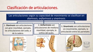 Clasificación de articulaciones.
Las articulaciones según su capacidad de movimiento se clasifican en
diartrosis, anfiartrosis y sinartrosis.
3. Sinartrosis son articulaciones
sin movimiento, ejemplo, la
articulación entre los parietales.
2. Anfiartrosis son
articulaciones de mediana
movilidad, ejemplo, la
sinfisis del pubis.
1. Diartrosis son articulaciones
con gran movilidad, ejemplo,
las articulaciones del codo, o
de la cadera.
 