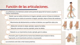 Función de las articulaciones.
Las anfiartrosis y las diartrosis actúan como punto de apoyo de los huesos y ayudan a
realizar movimientos.
Flexión: que se realiza al disminuir el ángulo, ejemplo, acercar el brazo al antebrazo.
Extensión que se realiza al aumentar el ángulo, ejemplo, alejar el brazo del antebrazo
Movimientos de deslizamiento se realizan al deslizar una superficie sobre otra.
Abducción consiste en alejar, ejemplo, separar los dedos.
Aducción consiste en acercar, ejemplo, juntar los dedos.
Rotación es un movimiento circular, ejemplo, girar la cabeza.
Pronación, girar la palma de las manos hacia delante para mostrar el dorso.
Supinación, es el movimiento contrario a la pronación.
Las sinartrosis unen dos o más huesos próximos.
 