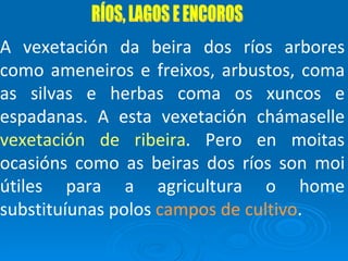 RÍOS, LAGOS E ENCOROS A vexetación da beira dos ríos arbores como ameneiros e freixos, arbustos, coma as silvas e herbas coma os xuncos e espadanas. A esta vexetación chámaselle  vexetación de ribeira . Pero en moitas ocasións como as beiras dos ríos son moi útiles para a agricultura o home substituíunas polos  campos de cultivo . 