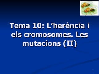 Tema 10: L’herència i els cromosomes. Les mutacions (II) 