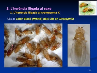 3. L’herència lligada al sexe 1. L’herència lligada al cromosoma X Cas 3:  Color Blanc (White) dels ulls en  Drosophila 