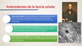 Antecedentes de la teoría celular.
Lorenz Oken (1805) realizando estudios en protozoarios observó que
tenían autonomía e individualidad, propuso que los organismos
superiores estaban formados por microorganismos parecidos a los
protozoarios.
Rene Joachim Henri Dutrochev (1824) denominó a las estructuras
básicas de tejidos animales y vegetales glóbulos pero no recibió
distinción alguna por parte de la academia francesa.
Robert Brown (1773.1858) denominó núcleo a una estructura constante
en sus observaciones microscópicas de tejido vegetal, nombre utilizado
hasta la actualidad.
 