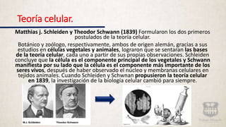 Teoría celular.
Matthias j. Schleiden y Theodor Schwann (1839) Formularon los dos primeros
postulados de la teoría celular.
Botánico y zoólogo, respectivamente, ambos de origen alemán, gracias a sus
estudios en células vegetales y animales, lograron que se sentaran las bases
de la teoría celular, cada uno a partir de sus propias observaciones. Schleiden
concluye que la célula es el componente principal de los vegetales y Schwann
manifiesta por su lado que la célula es el componente más importante de los
seres vivos, después de haber observado el núcleo y membranas celulares en
tejidos animales. Cuando Schleiden y Schwnan propusieron la teoría celular
en 1839, la investigación de la biología celular cambió para siempre.
 