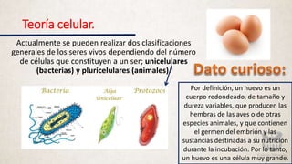 Teoría celular.
Actualmente se pueden realizar dos clasificaciones
generales de los seres vivos dependiendo del número
de células que constituyen a un ser; unicelulares
(bacterias) y pluricelulares (animales).
Por definición, un huevo es un
cuerpo redondeado, de tamaño y
dureza variables, que producen las
hembras de las aves o de otras
especies animales, y que contienen
el germen del embrión y las
sustancias destinadas a su nutrición
durante la incubación. Por lo tanto,
un huevo es una célula muy grande.
 