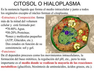 CITOSOL O HIALOPLASMA Es la sustancia líquida que forma el medio intracelular y junto a todos los orgánulos excepto el núcleo forman el citoplasma. ,[object Object],[object Object],[object Object],[object Object],[object Object],[object Object],[object Object]