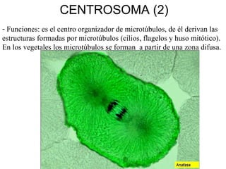 Tema 10 citosol ribosomas_etc