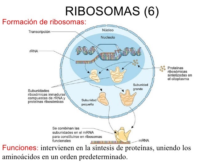 Resultado de imagen para FORMACION DE RIBOSOMAS EN EL NUCLEOLO