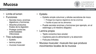 Sistema Digestivo. Anatomía y Fisiología del Tubo Digestivo | PPTX