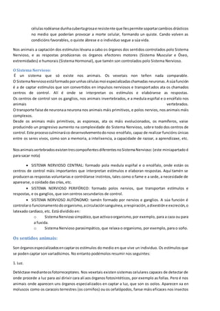 célulasrodéanse dunhacubertagrosae resistente que llespermite soportarcambios drásticos
no medio que poderían provocar a morte celular, formando un quiste. Cando volven as
condicións favorables, o quiste ábrese e o individuo segue a súa vida.
Nos animais a captación dos estímulos lévana a cabo os órganos dos sentidos controlados polo Sistema
Nervioso, e as respostas prodúcenas os órganos efectores motores (Sistema Muscular e Óseo,
extremidades) e humorais (Sistema Hormonal), que tamén son controlados polo Sistema Nervioso.
O Sistema Nervioso:
É un sistema que só existe nos animais. Os vexetais non teñen nada comparable.
O SistemaNerviosoestáformadoporunhascélulasmoi especializadaschamadas neuronas.A súafunción
é a de captar estímulos que son convertidos en impulsos nerviosos e transportados ata os chamados
centros de control. Alí é onde se interpretan os estímulos e elabóranse as respostas.
Os centros de control son os ganglios, nos animais invertebrados, e a medula espiñal e o encéfalo nos
animais vertebrados.
O transporte faise de neuronaa neurona nos animais máis primitivos, e polos nervios, nos animais máis
complexos.
Desde os animais máis primitivos, as esponxas, ata os máis evolucionados, os mamíferos, vaise
producindo un progresivo aumento na complexidade do Sistema Nervioso, sobre todo dos centros de
control.Este procesoculminaráco desenvolvementodonoso encéfalo, capaz de realizar funcións únicas
entre os seres vivos, como son a memoria, a intelixencia, a capacidade de razoar, a aprendizaxe, etc.
NosanimaisvertebradosexistentrescompoñentesdiferentesnoSistemaNervioso: (este miniapartado é
para sacar nota)
 SISTEMA NERVIOSO CENTRAL: formado pola medula espiñal e o encéfalo, onde están os
centros de control máis importantes que interpretan estímulos e elaboran respostas. Aquí tamén se
producenas respostas voluntarias e contrólanse instintos, tales como o fame e a sede, a necesidade de
aparearse, o coidado das crías, etc.
 SISTEMA NERVIOSO PERIFÉRICO: formado polos nervios, que transportan estímulos e
respostas, e os ganglios, que son centros secundarios de control.
 SISTEMA NERVIOSO AUTÓNOMO: tamén formado por nervios e ganglios. A súa función é
controlaro funcionamentodoorganismo,acirculaciónsanguínea,arespiración,adixestióne excreción,o
latexado cardíaco, etc. Está dividido en:
o SistemaNervioso simpático,que activaoorganismo,por exemplo, para a caza ou para
a fuxida.
o Sistema Nervioso parasimpático, que relaxa o organismo, por exemplo, para o soño.
Os sentidos animais:
Son órganosespecializadosencaptaros estímulos do medio en que vive un individuo. Os estímulos que
se poden captar son variadísimos. No entanto podémolos resumir nos seguintes:
1. Luz.
Detéctase medianteosfotorreceptores. Nos vexetais existen sistemas celulares capaces de detectar de
onde procede a luz para así dirixir cara alí aos órganos fotosintéticos, por exemplo as follas. Pero é nos
animais onde aparecen uns órganos especializados en captar a luz, que son os oolos. Aparecen xa en
moluscos como os caracois terrestres (os corniños) ou os cefalópodos, fanse máis eficaces nos insectos
 