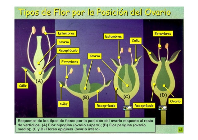 Tema 10 la flor