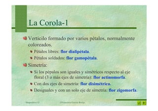 Vertificilo Tema 10 la flor | PDF