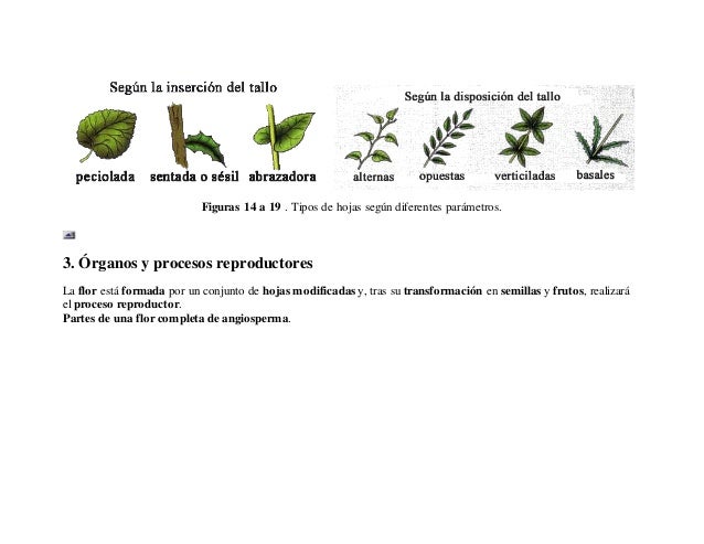 Tema 10 La Planta