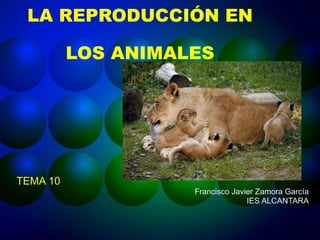LA REPRODUCCIÓN EN LOS ANIMALES TEMA 10 Francisco Javier Zamora García IES ALCANTARA 