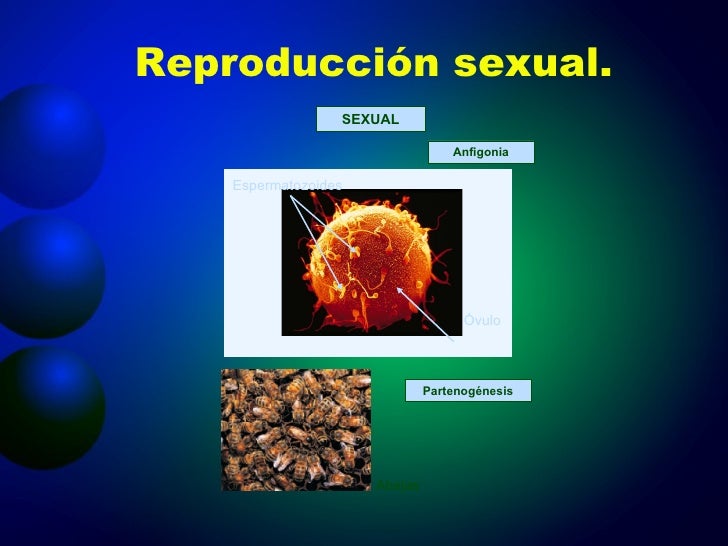 Tema 10 la reproduccion en animales