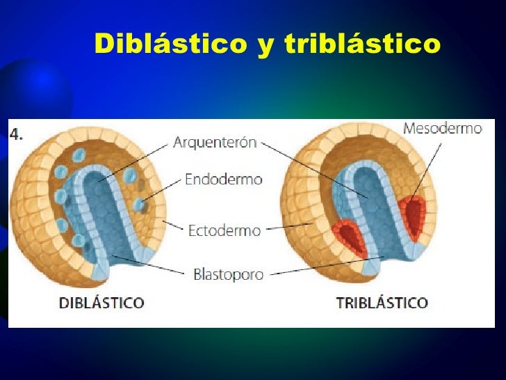 Resultado de imagen de diblastico